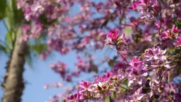Un arbre en fleurs sous un ciel bleu clair. Le plan intermédiaire. Les fleurs sont entendues dans le vent . — Video