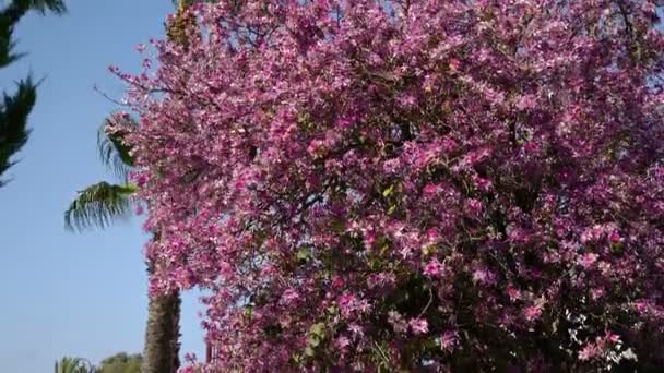 Kwitnąca drzewo przy bezchmurnym niebie. Środkowy plan. Kwiaty są słyszalne na wietrze. — Wideo stockowe