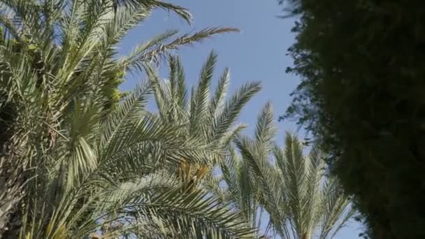 Вид снизу, движение между пальмами, голубое небо. Ultra High Definition, Ultra HD, UHD, 4K, 2160P, 4096x2160 — стоковое видео