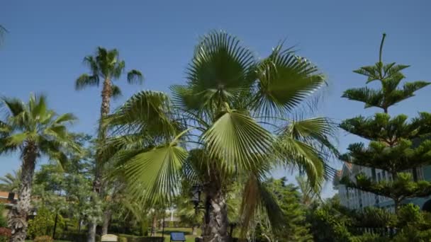 Palmiers avec de grandes feuilles se balançant dans le vent . — Video