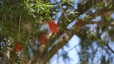 Mavi gökyüzü dalları çiçek çiçekler ile arka plan üzerinde rüzgarda salıncak