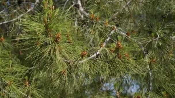 在蓝天的背景下, 松树的树枝在风中摇曳 — 图库视频影像