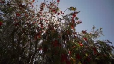 Güzel kırmızı çiçek bush ile güneş parlıyor