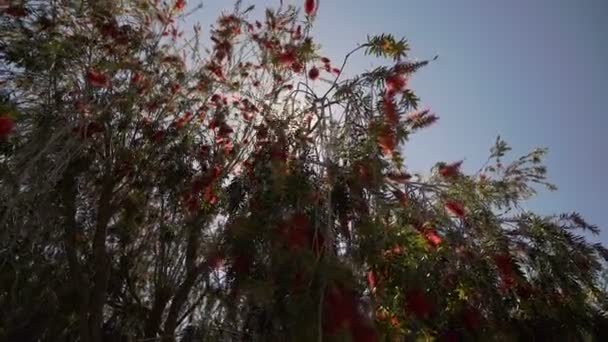 太阳透过一朵美丽的红花灌木闪耀 — 图库视频影像