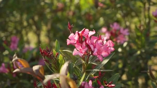 Růžový květ se zelenými listy a okolí. — Stock video
