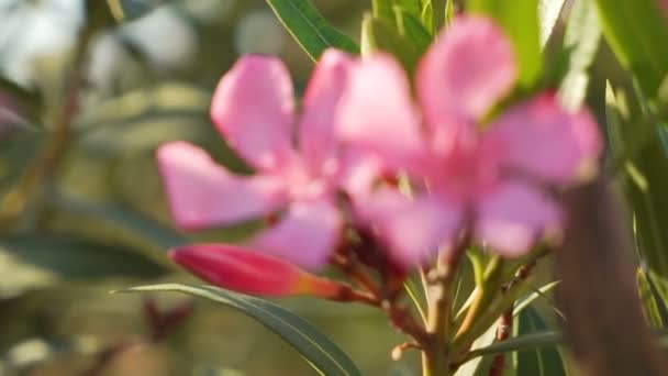 Focus-defocus fleur rose aux feuilles vertes . — Video