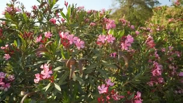 粉红色的花朵在灌木丛中绽放 在风中摇曳 — 图库视频影像