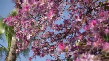 Pembe çiçekler ve rüzgarda sallanan ile ağacı.