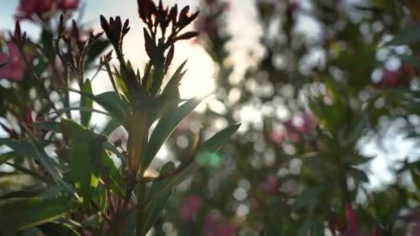 Runt en röd blomma med gröna blad. — Stockvideo