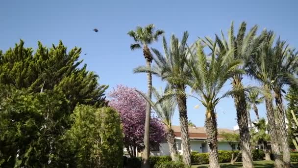 Panorama van links naar rechts, hoge palmbomen, zwaaiend in de wind. — Stockvideo