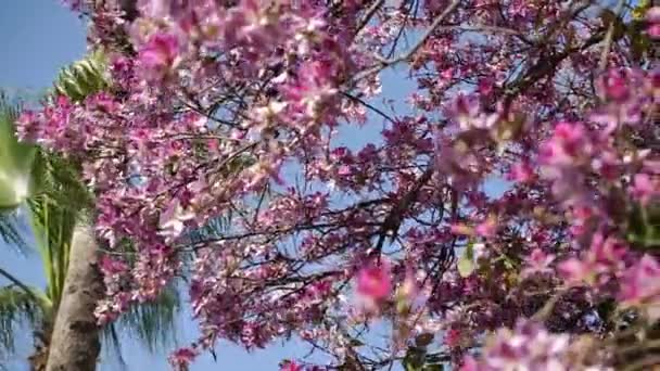 Albero con fiori rosa e ondeggiante nel vento . — Video Stock