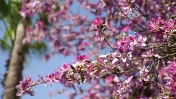 Arbre avec des fleurs roses et oscillant dans le vent . — Video