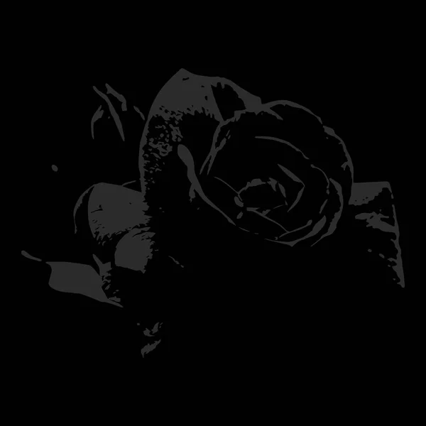 Dark Velvet Rose Een Zwarte Achtergrond — Stockvector