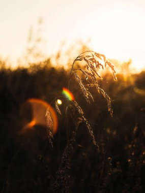 Altın saat ve saman çimen