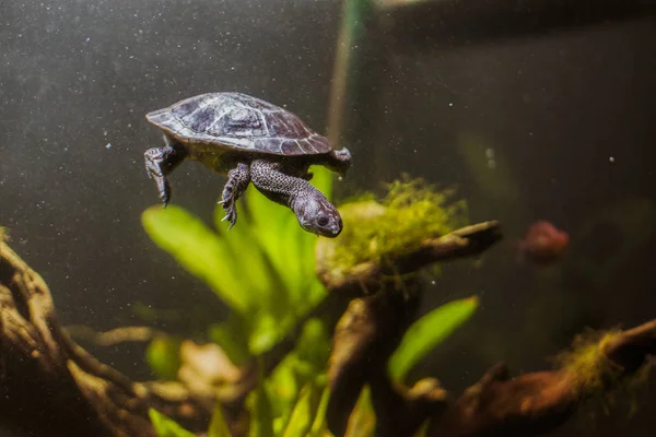 Akvaryum yüzme turtle