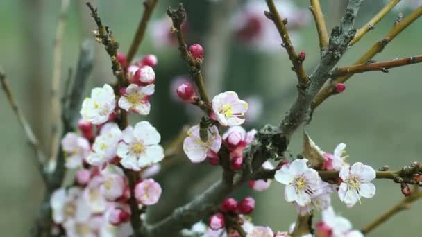 Bee Fruit Bloesems — Stockvideo