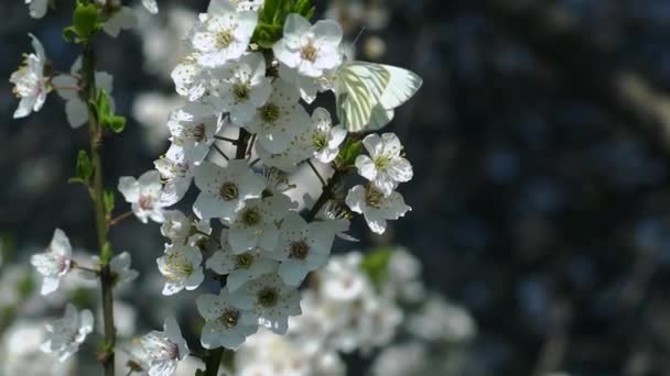 Borboleta Flor Ameixa Vento — Vídeo de Stock