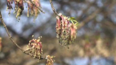 Güneşli ormandaki ağaç dalı