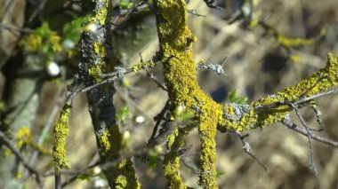 Ağaç yüzeyinde yosun 