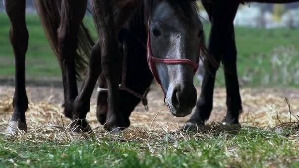 Cavallo Che Mangia Erba Stalla — Video Stock