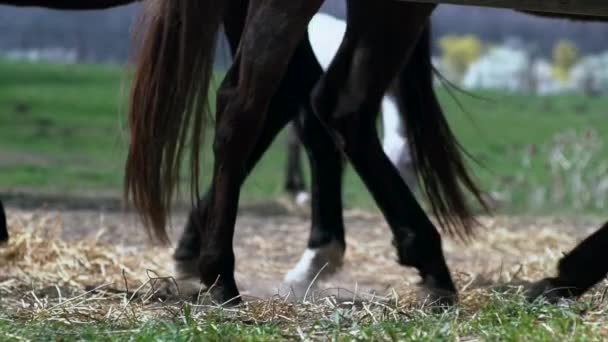 Horses Legs Stable Walking — Stock Video