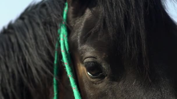 Occhio Cavallo Macro Primo Piano — Video Stock