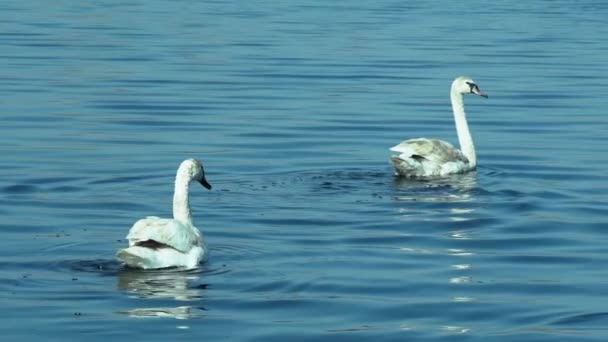 天鹅在湖上游泳 — 图库视频影像