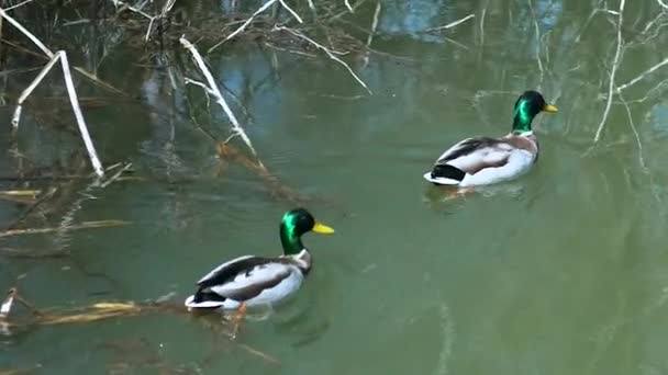 Canards Nageant Dans Rivière — Video