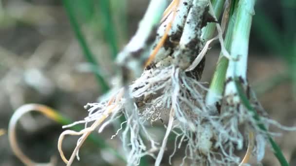 Young Onion Greenhouse — Stock Video