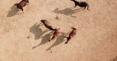 at sürüsü levade içinde yürüyüş. yukarıdan görüntüleyin. kuyruk sallayarak. parlak güneş
