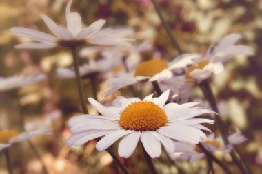 Çiçek açan chamomiles bir doğa güneşli bir arka plan üzerinde. Papatya portre