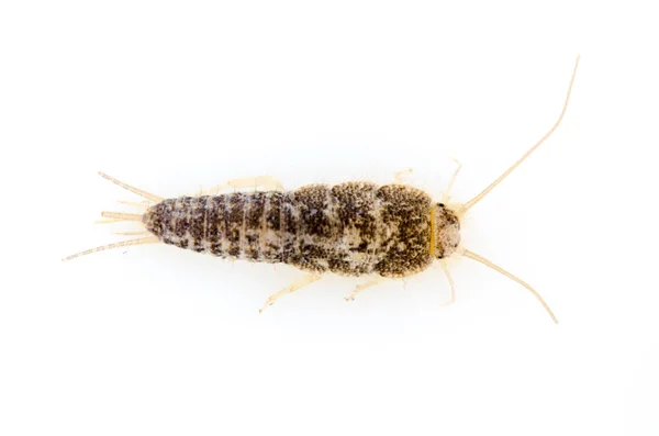 Pest Insect Silverfish Lepisma Saccharina Isolated White Background Stock Picture