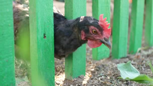 Black Chicken Eating Grass — Stock Video