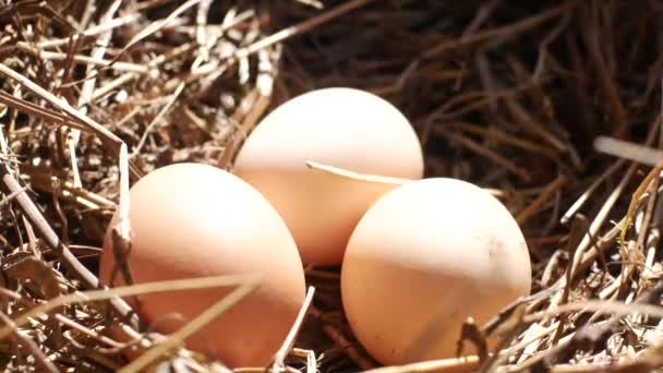 Yuvadan Taze Tavuk Yumurtaları Alıyorum — Stok video