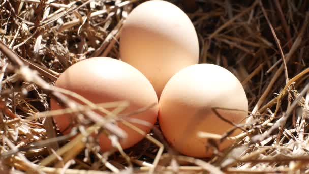 Taking Fresh Chicken Eggs Nest — Stock Video