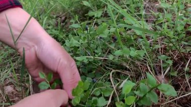 Ormanda yaban mersini seçin