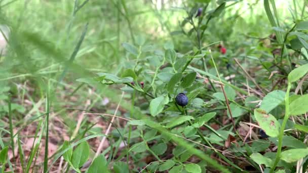 在森林里采摘蓝莓 — 图库视频影像