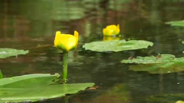 Water Lilies River — Stock Video