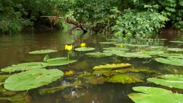 Water Lilies River Surface — Stock Video