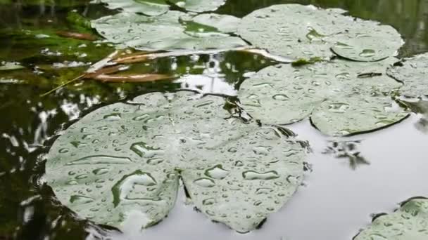 Leaves Water Lilies River — Stock Video