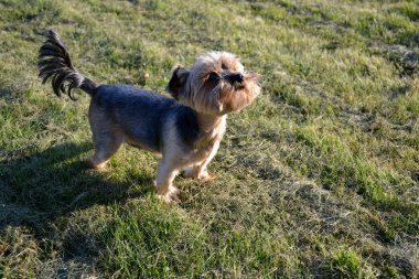 Yorkshire korkunç yeşil çimenlerin üzerinde yürüyüş
