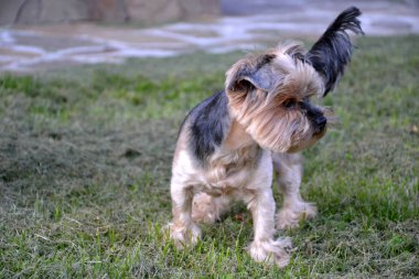 Yorkshire korkunç yeşil çimenlerin üzerinde yürüyüş