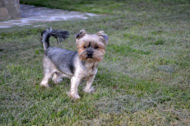 Yorkshire korkunç yeşil çimenlerin üzerinde yürüyüş
