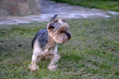 Yorkshire korkunç yeşil çimenlerin üzerinde yürüyüş