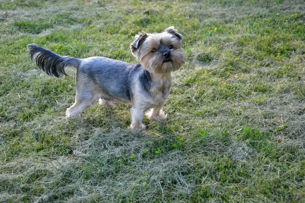 Yorkshire Terrier Walk Green Lawn — Stock Photo, Image