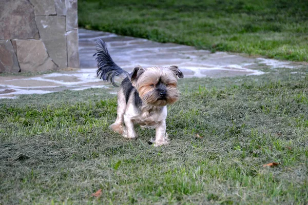 Yorkshire Terrier Pour Une Promenade Sur Pelouse Verte — Photo