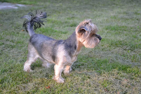 Yorkshire Terrier Una Passeggiata Sull Erba Verde — Foto Stock