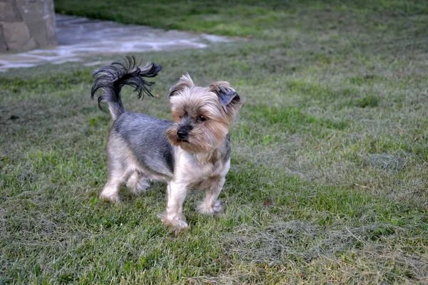 Yorkshire Terrier Egy Séta Zöld Fűben — Stock Fotó