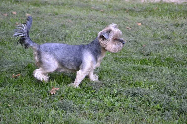 在绿草上散步的约克郡猎犬 — 图库照片