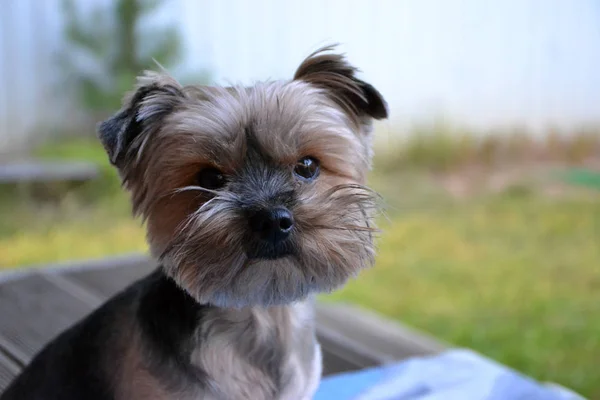 Yorkshire Terrier Sentado Una Manta Azul —  Fotos de Stock